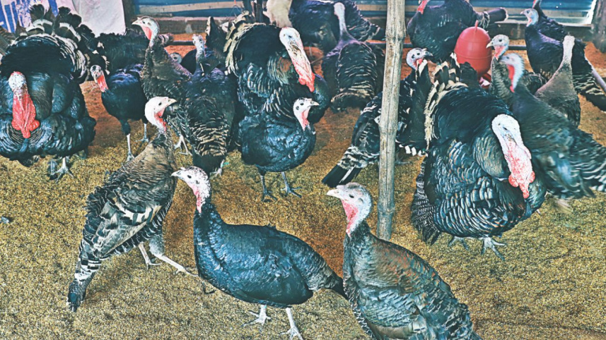 turkey7.jpg