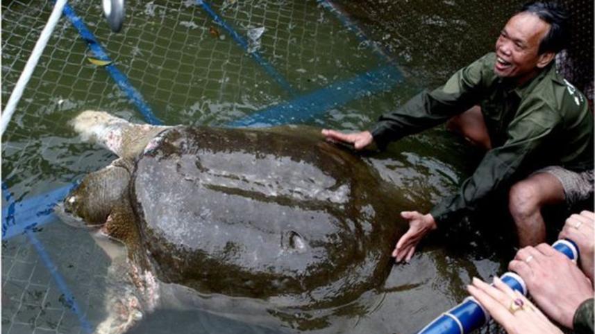Turtle-Hanoi-4.jpg