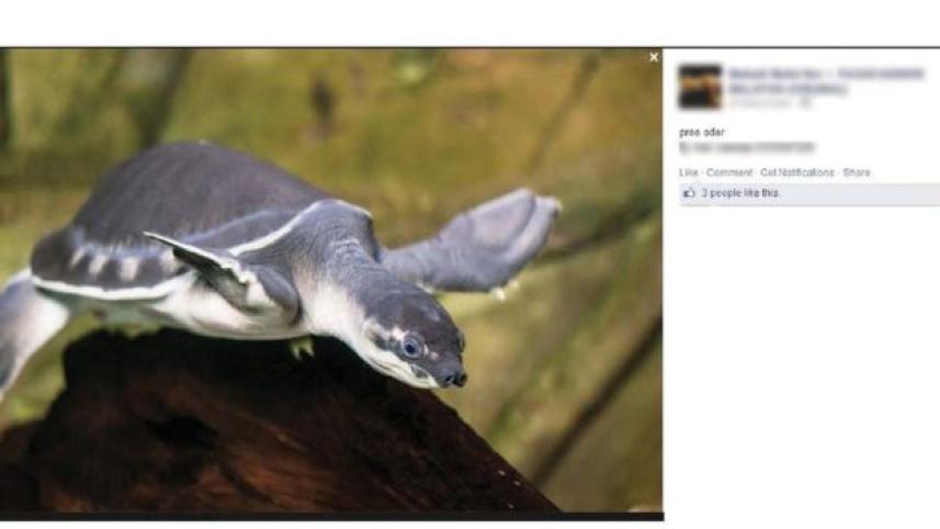 pig nosed turtle