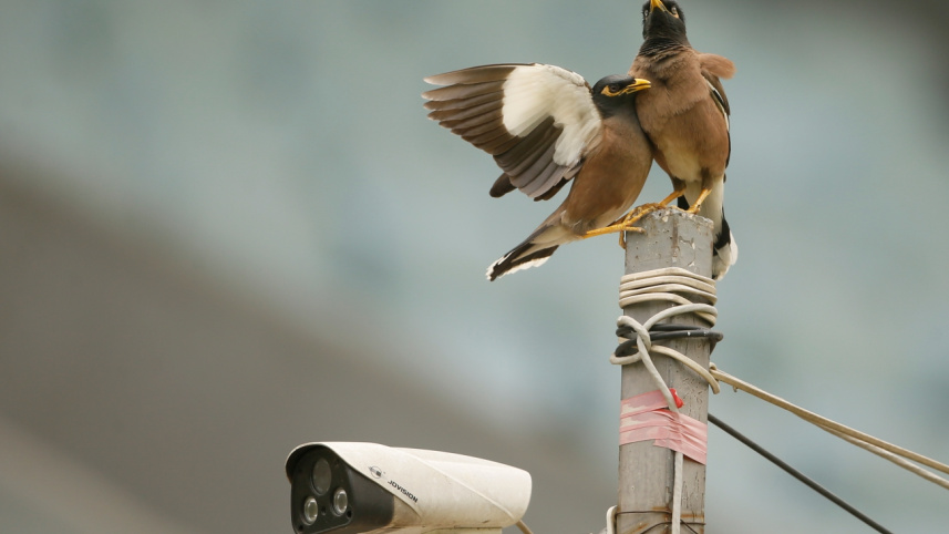 urban_birds10.jpg