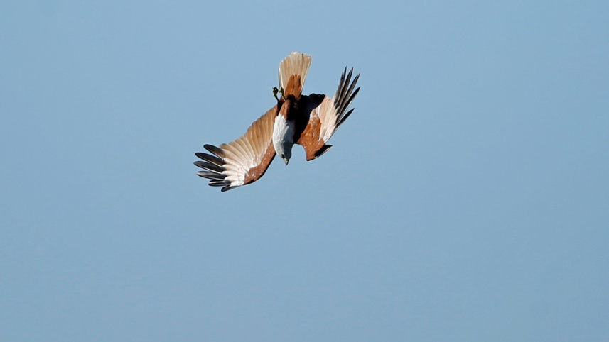 urban_birds2.jpg