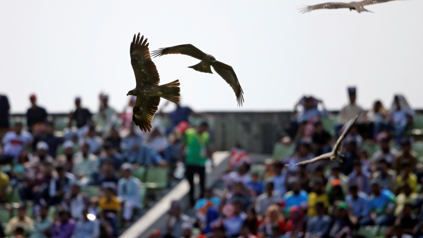 urban_birds4.jpg