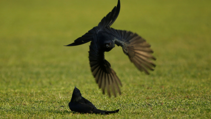 urban_birds6.jpg