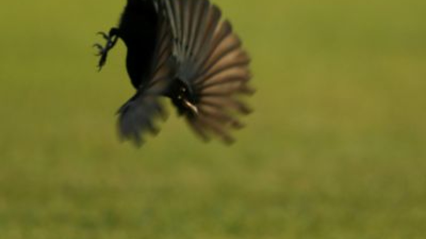 urban_birds8.jpg