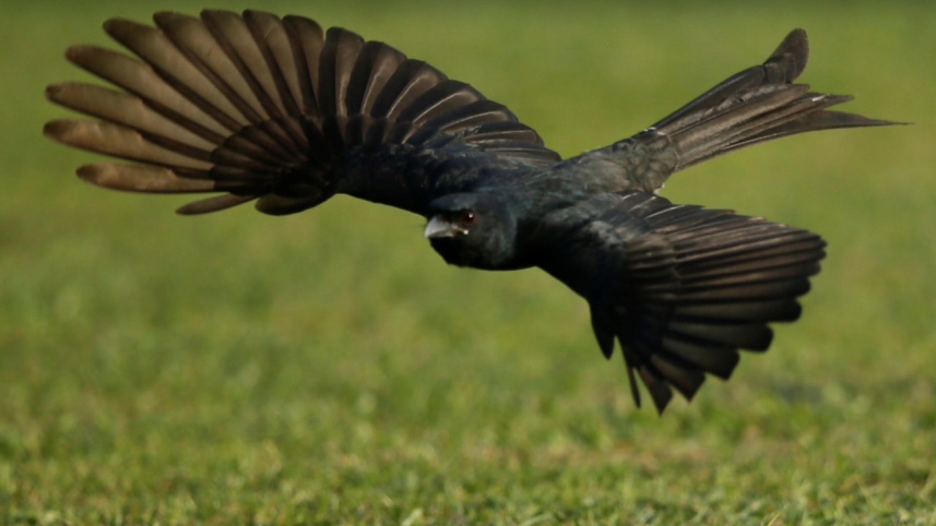 urban_birds9.jpg