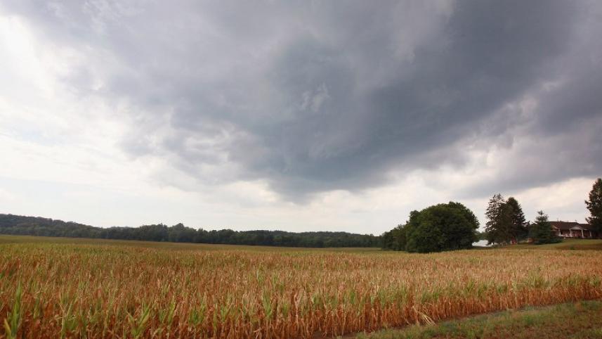 drought-stricken cornfield, Indiana