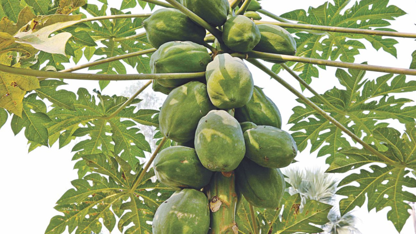 vegetable_2.jpg