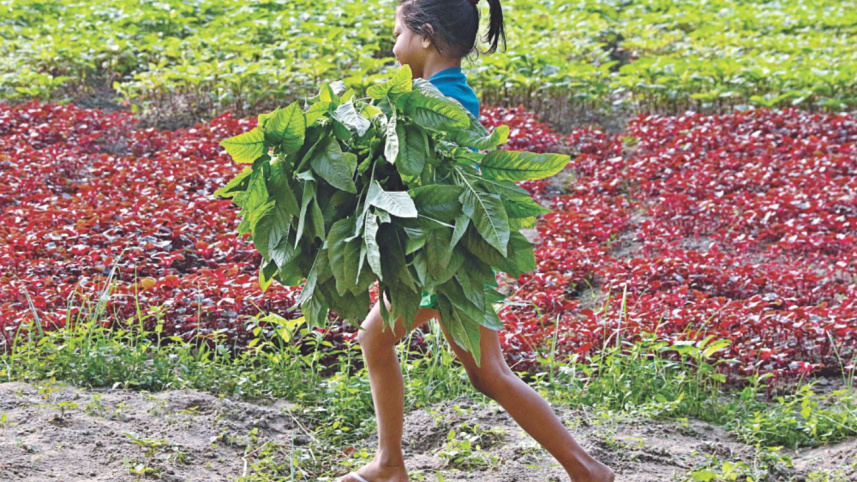 vegetable_4.jpg