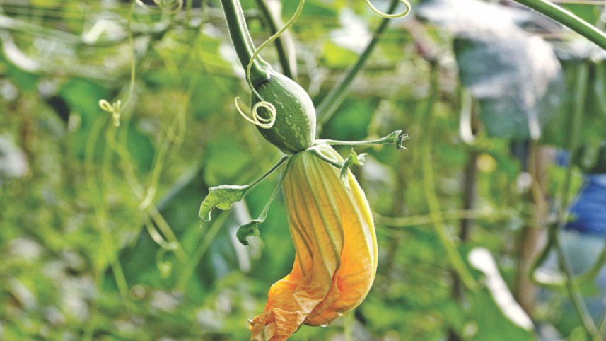 vegetable_7.jpg
