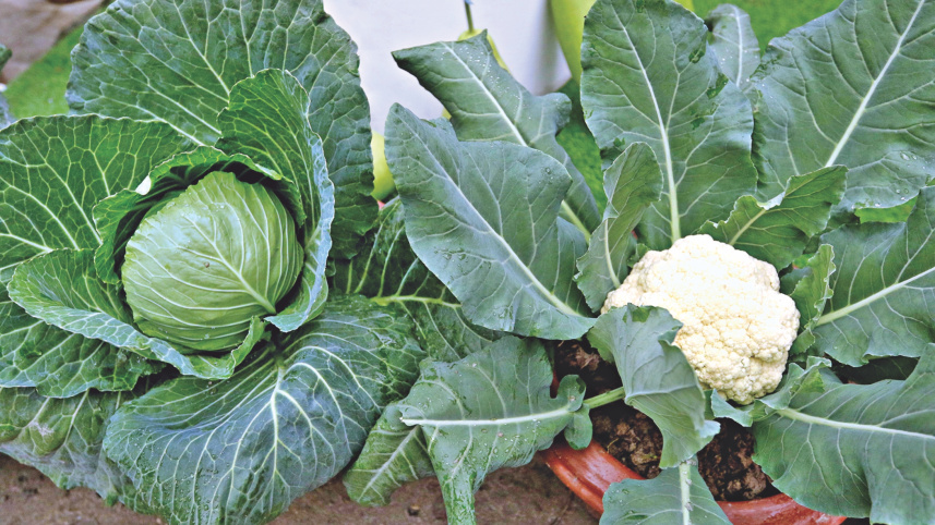 veggies_14.jpg