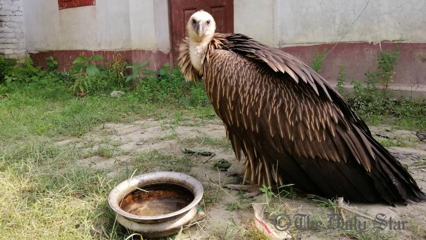 vulture_2.jpg