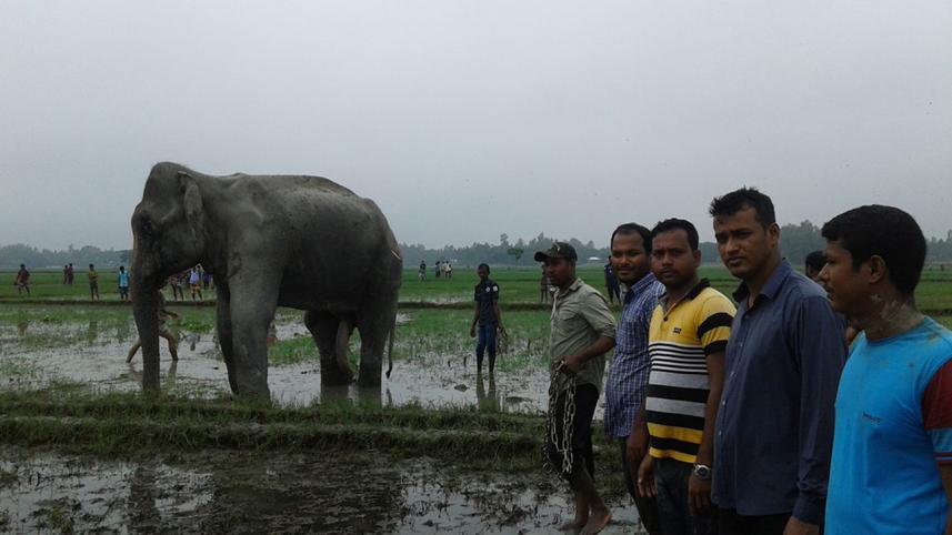 Rescuers are preparing to tie Bangabahadur after darting her.