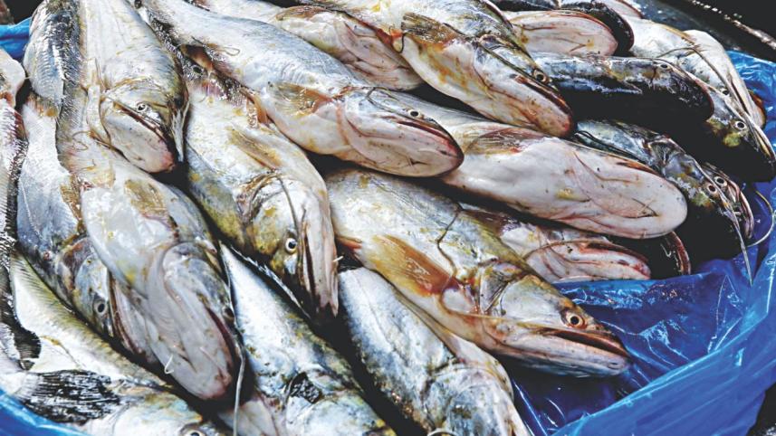 wild_fish_10.jpg