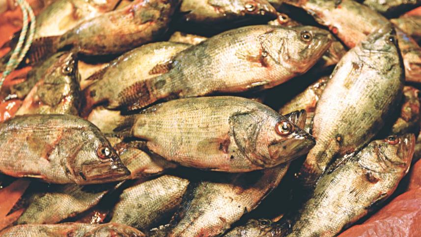wild_fish_11.jpg