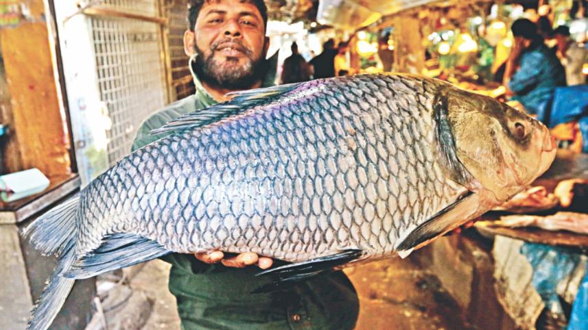 wild_fish_2.jpg