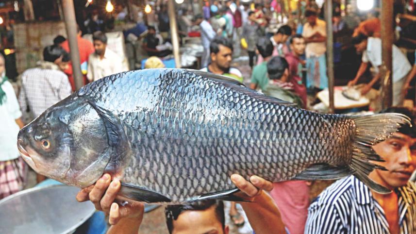 wild_fish_3.jpg