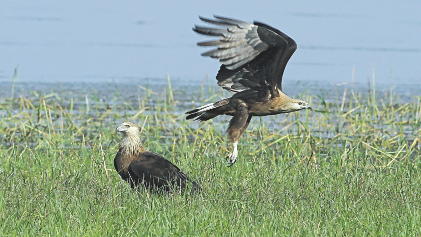 wildlife2_0.jpg