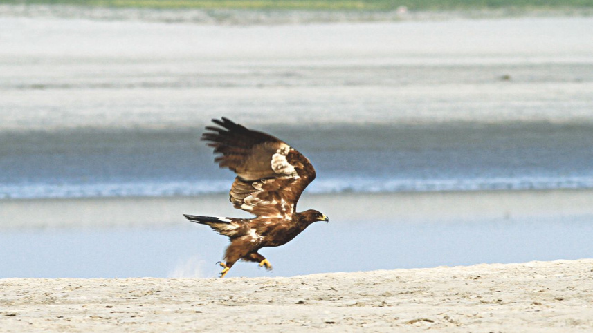 wildlife3_0.jpg