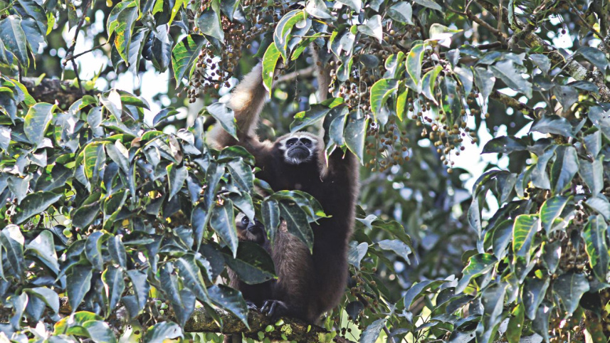 wildlife6_0.jpg