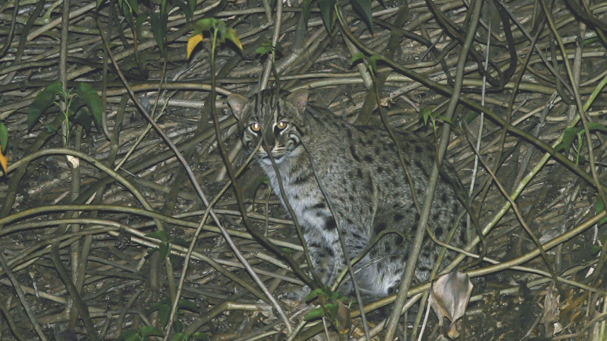 wildlife7_0.jpg