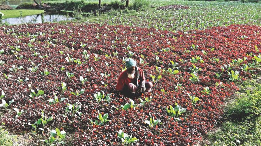 winter_vegetable_12.jpg