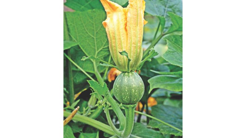 winter_vegetable_13.jpg