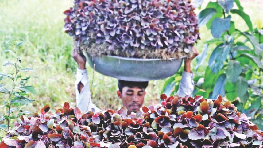 winter_vegetable_6.jpg