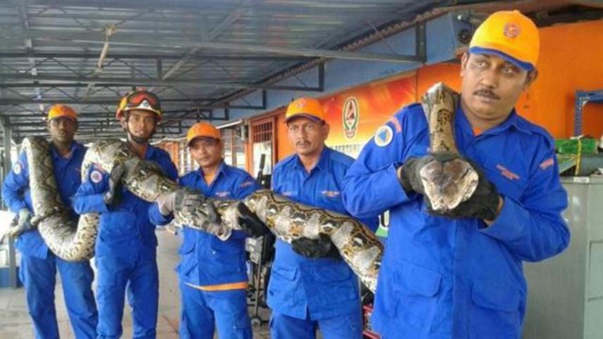 worlds-longest-python.jpg
