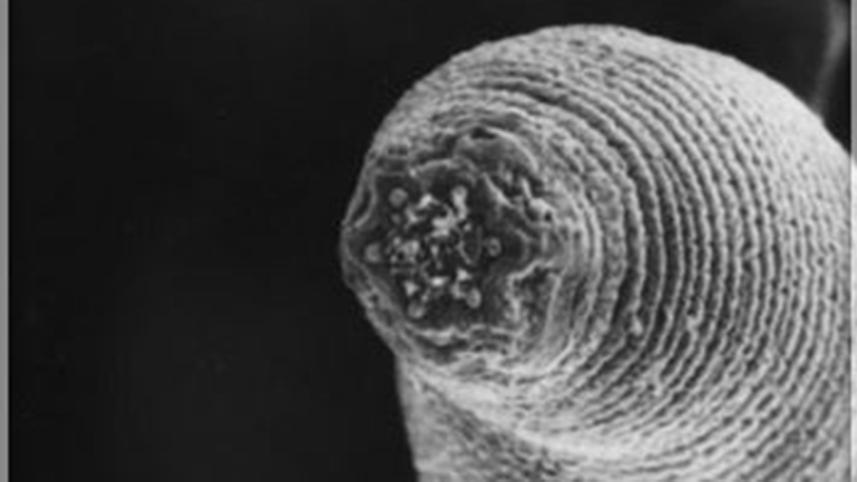 worm--1WB.jpg