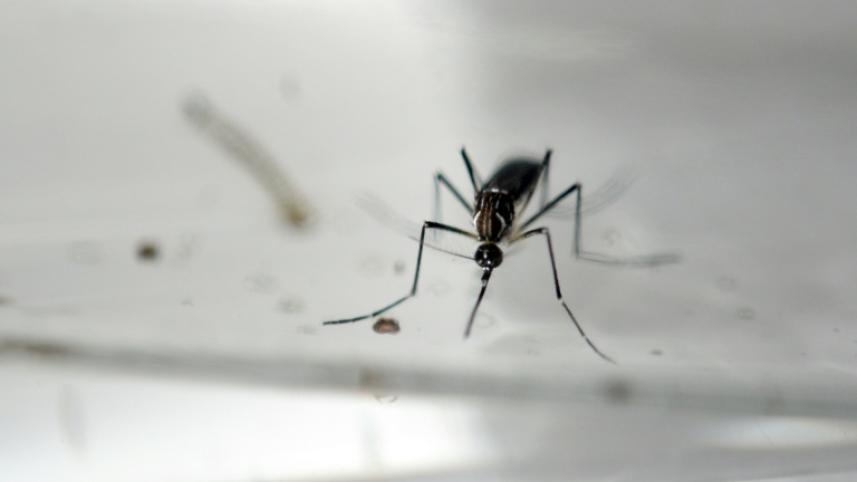 Zika virus