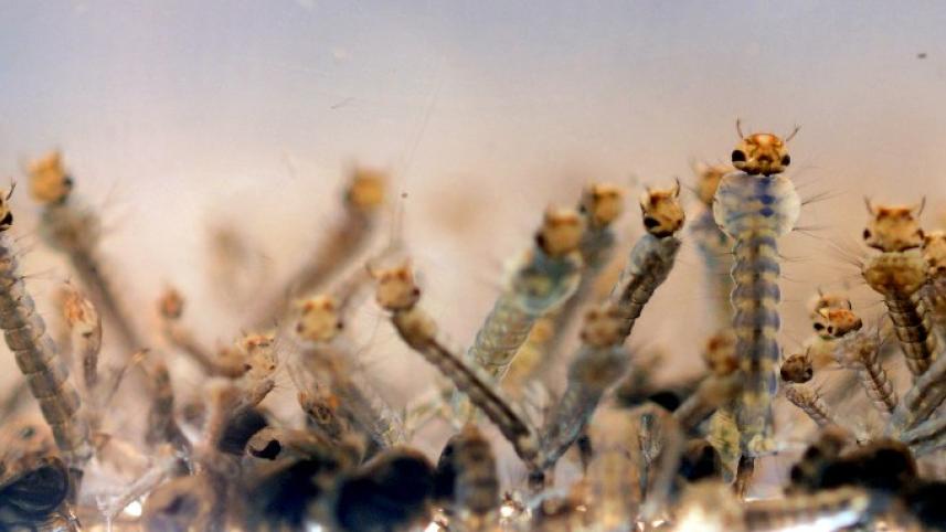 Zika, Aedes Aegypti