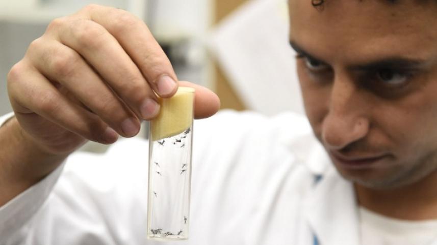 Zika, IAEA