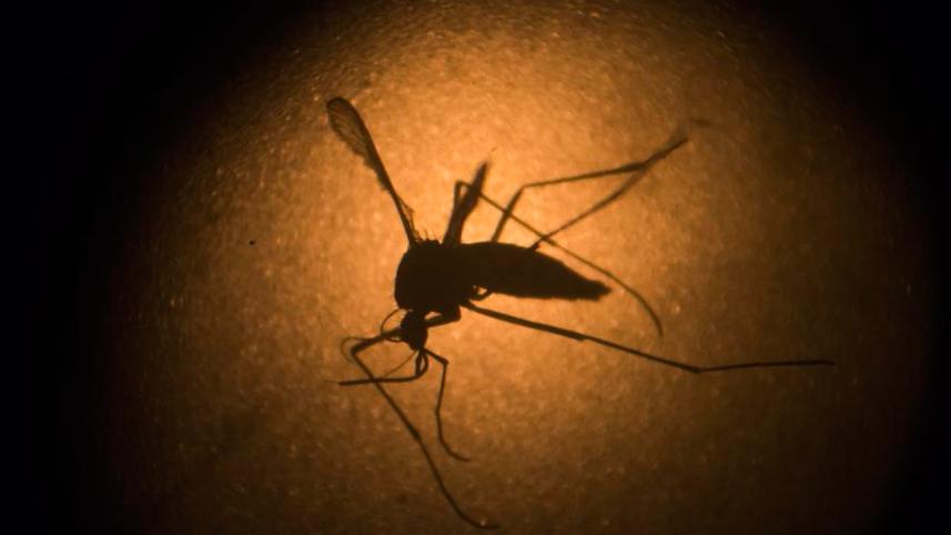 zika-virus.jpg