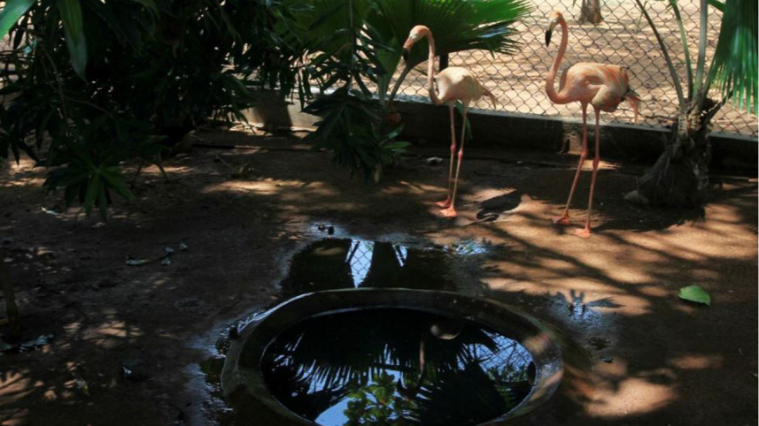 zoo3_0.jpg