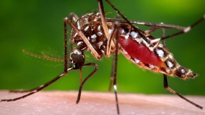 dengue.jpeg