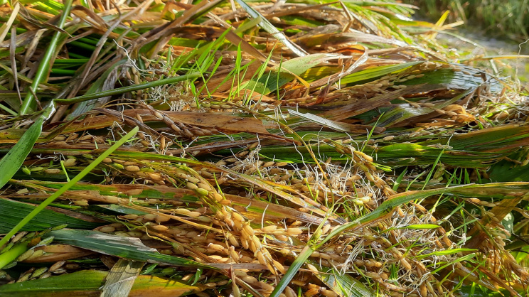 Water-damaged rice plants showing early germination and decay. Photo: Star