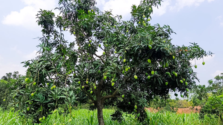 Trees that were nearly bare a year ago are now laden with mangoes. Photo: Star