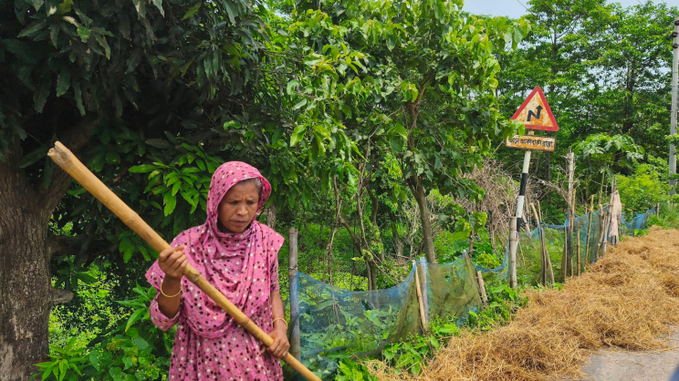 Farmers are struggling to collect fodder for their livestock. Photo: Star