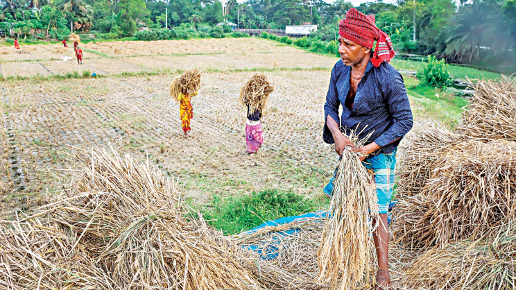 Boro Rice Cultivation Bangladesh