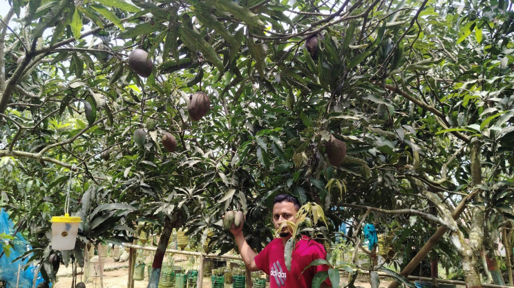Rezaul Karim Khandaker began with just a handful of mango saplings. When they bore fruit successfully, he expanded his experiment. Photo: Star