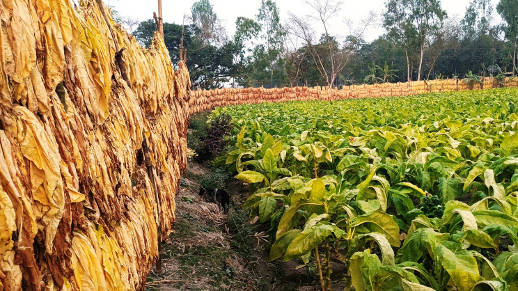 This year, cultivation expanded to 21,290 hectares in five districts of Rangpur. Photo: Star