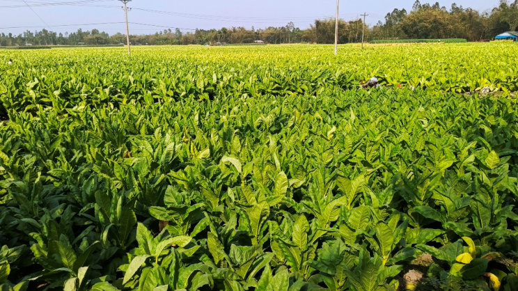Tobacco plants strip soil of nutrients at a pace that degrades the productivity of all subsequent crops grown on the same land. Photo: Star