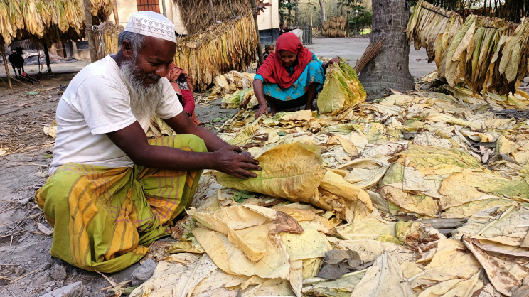 Unusually high prices last year encouraged farmers to expand cultivation. Photo: Star