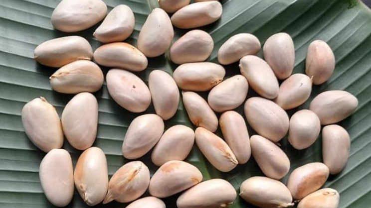 Jackfruit seeds are edible, highly nutritious, and packed with protein, fiber, iron, and B vitamins. Photo: Collected