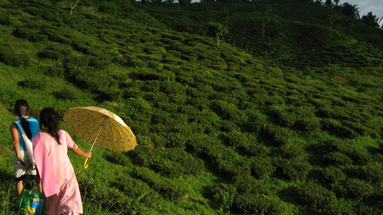 A tea plantation in Darjeeling, where tea cultivation has shaped both the landscape and the lives of generations of plantation workers. Photo: Sarah Besky 
