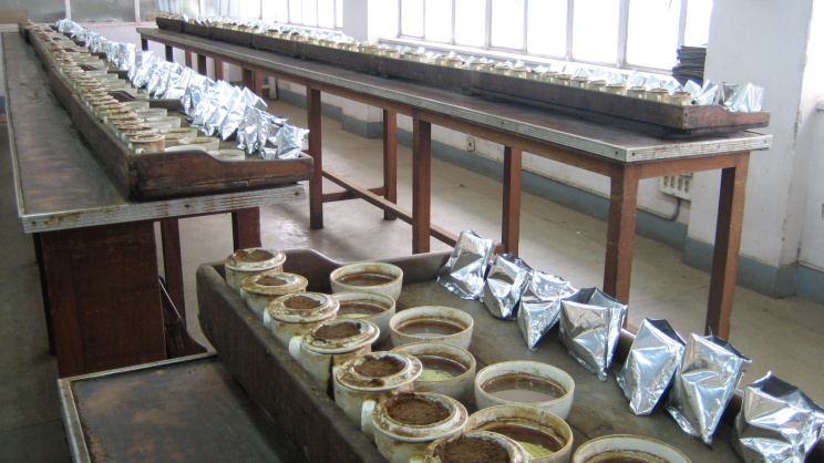 Tea tasting at Nilhat House in Kolkata, a historic centre of the city’s tea auction trade. Photo: Sarah Besky