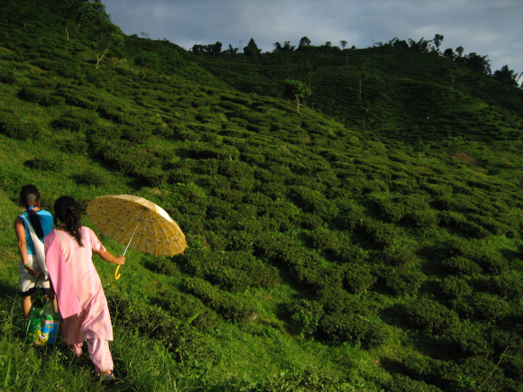 2. Tea Garden.jpg
