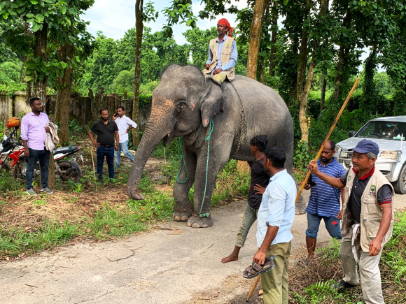 3_Gazipur captive Elephants returened to previous owner.jpg