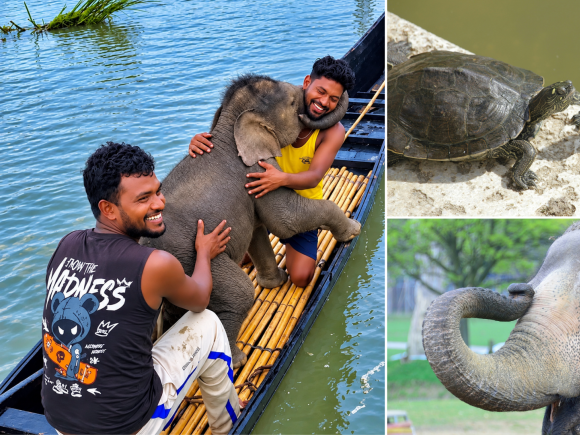 When ordinary people risk everything to save animals in need