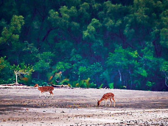 csundarbans_.jpg